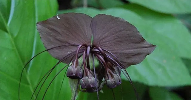 The flower looks like a devil's jailor, just looking at it is scary.