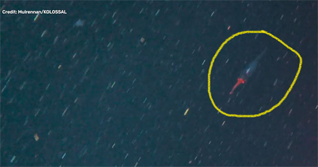 The footage may belong to a young giant squid