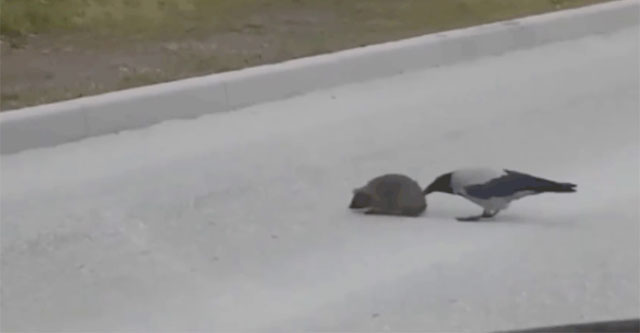 The funny moment the crow 'helps' the hedgehog cross the road