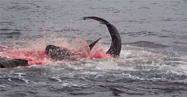 The Galapagos shark's quick, neat, and decisive hunt 'dyed' a corner of the ocean red
