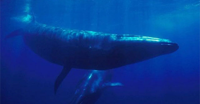 The giant Sei whale reappears after 100 years of absence