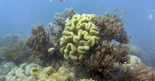 The Great Barrier Reef, the world's largest coral reef, is severely bleached