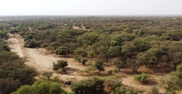 The 'Great Green Wall' project lasts 17 years, worth 36 billion USD to help prevent desertification