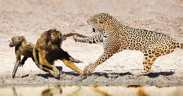 The group of baboons watched helplessly as their fellow creatures fell under the clutches of the leopard