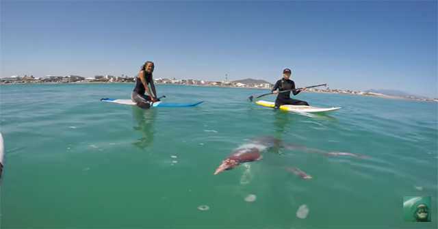 The group of rowers suddenly discovered a giant creature in the water, seriously injured!