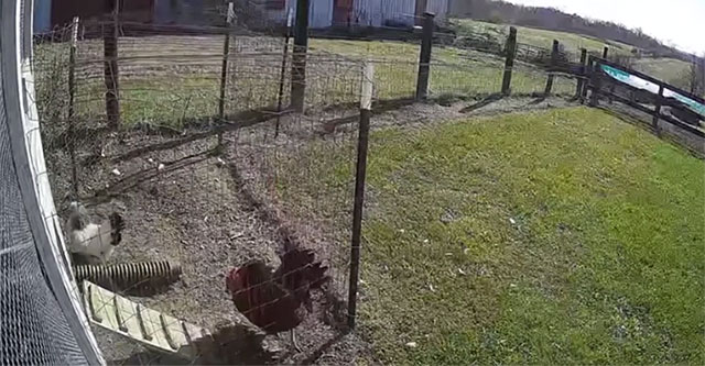 The hen was attacked by a hawk, and the rooster rushed to rescue her