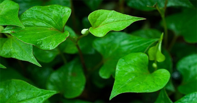 The herbs that cure sore throat are available in the garden