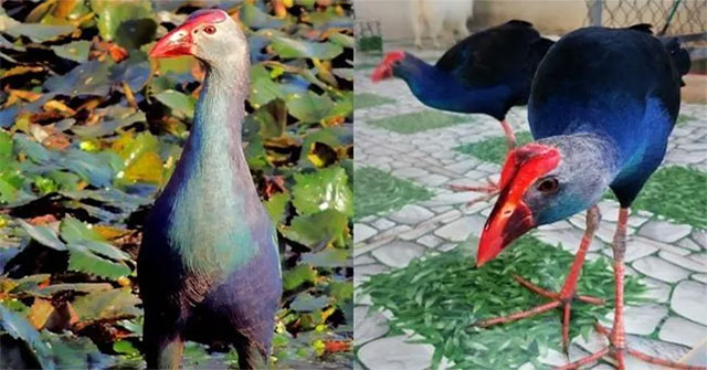 The 'hot-tempered' bird in Vietnam, capable of guarding the house like a dog