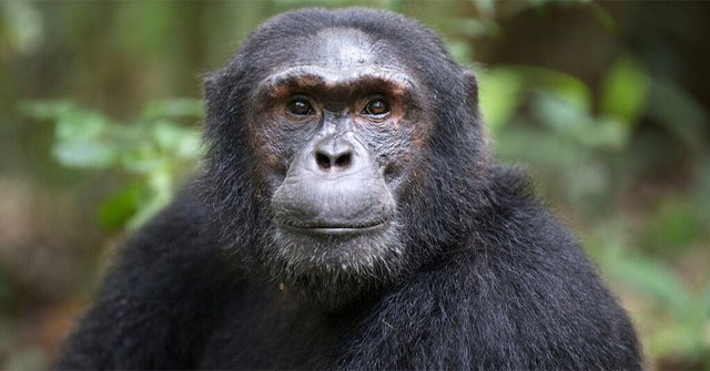 The human brain has immune cells that separate us from primates, but it is also a weakness