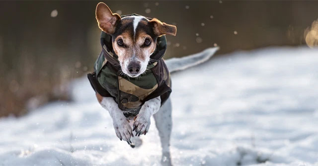 The importance of the tail for dogs in the eyes of science