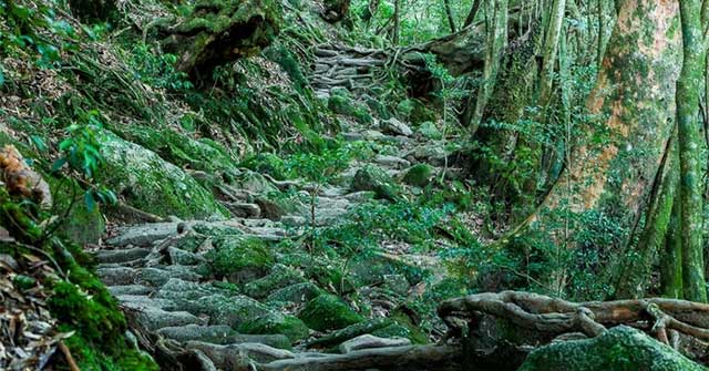 The island has rain all year round, thousand-year-old trees grow close together like a fairy world.