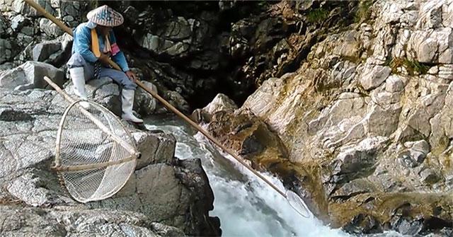 The Japanese way of catching high-value fish: Unusual, like a swordplay movie!