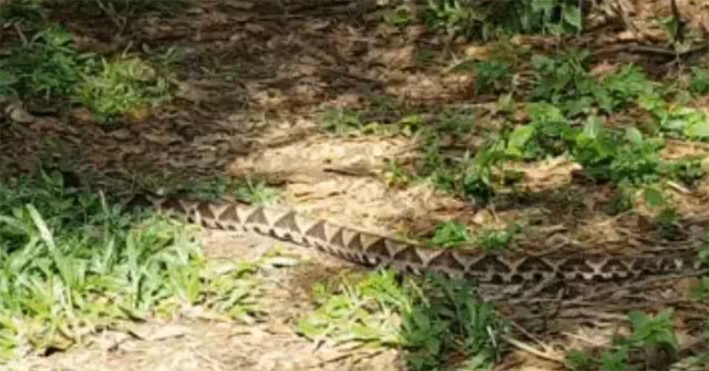 The jungler must stop when this creature slithers across the road: Death in 5 steps!