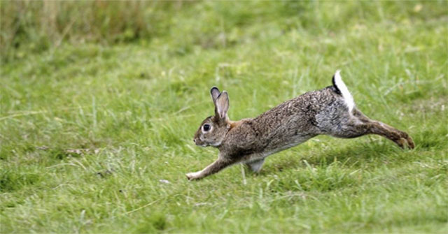 The King Cobra continuously attacks, the little rabbit fights alone and the unexpected reversal