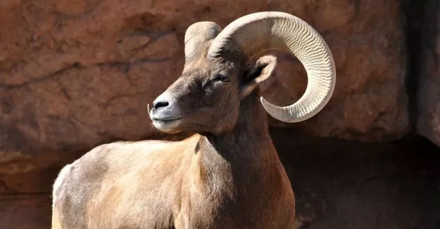 The largest animals that lived in the desert, still exist today