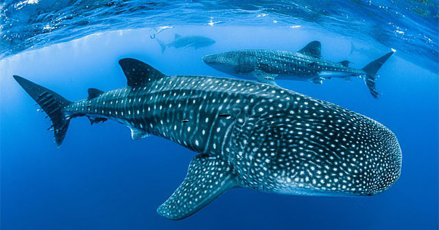 The largest fish on the planet is in danger of extinction because of a traffic accident