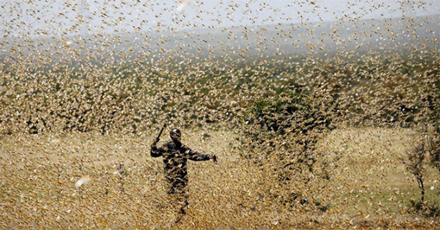 The largest herds in the animal world