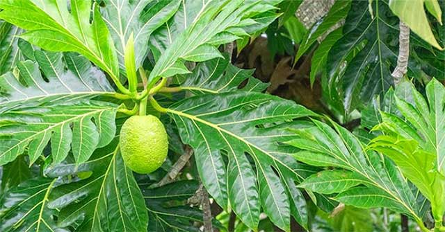 The leaves are 'golden medicinal herbs' that help lower blood sugar, purify the kidneys, eliminate uric acid, and prevent heart disease.