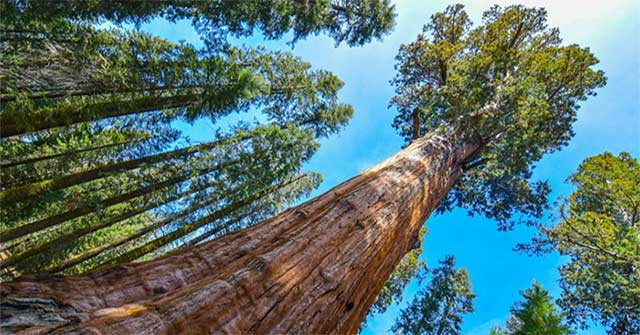 The Magnificence of the World's Largest Tree, 2,700 Years Old and Still Middle-Aged