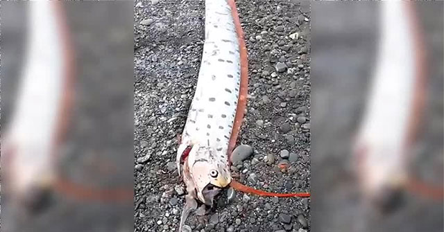 The man caught a giant oarfish that was 6m long and weighed 130kg