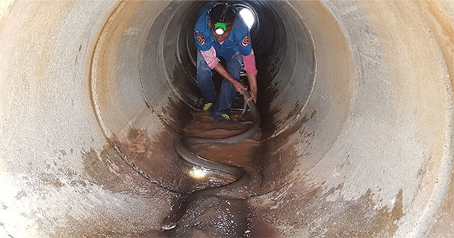 The man ventured into the sewer, inside was a creature that could kill an elephant