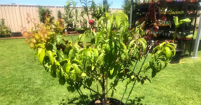 The man who set a Guinness record for creating a tree with 10 types of fruit