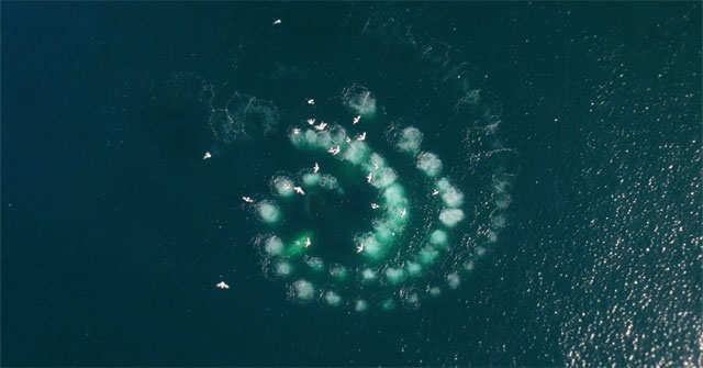 The moment proves the intelligence of humpback whales when hunting