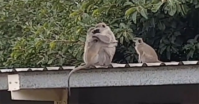 The moment the baby monkey swoops into his mother's arms, making many people's noses sting