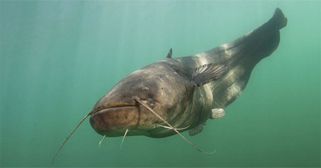 The 'monster' fish uses its antennae to detect and eat pigeons