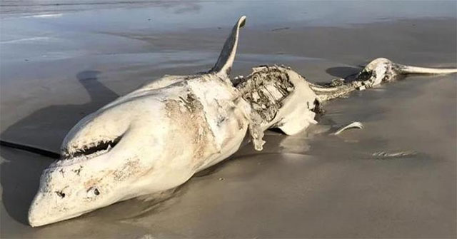 The monster that destroyed Megalodon is being slaughtered by a more fearsome species