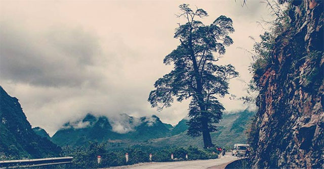 The most beautiful 'lonely tree' in Vietnam: Centuries old, trunk wide enough for 5 people to hug around