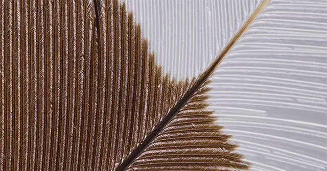 The most expensive feather on the planet costs more than 28,000 USD