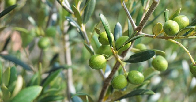 The most fatty, nutritious and aromatic fruit in the world: A 'precious medicine', helps prevent cancer extremely effectively