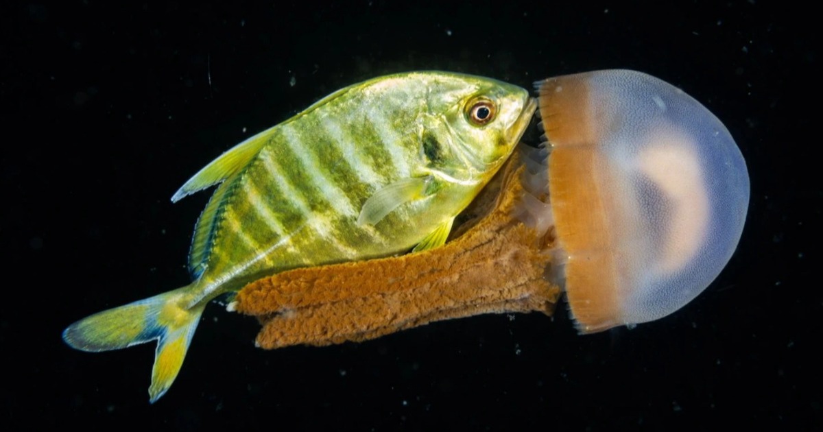 The most impressive animal photos of 2021