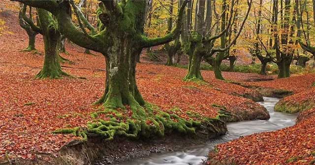 The most mysterious forests in the world