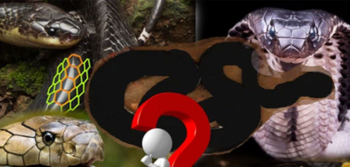 The most poisonous snake in Vietnam: Banded krait, king cobra or king cobra have no chance