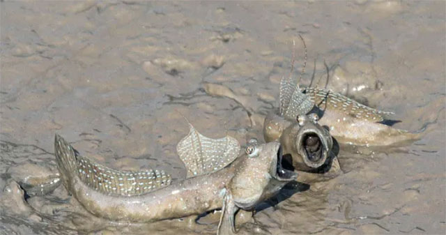 The most tragic creature: It took 300 million years to climb to land, but the journey ended at the dinner table