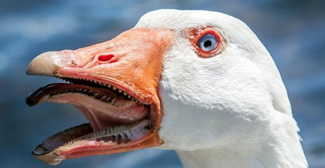 The Mystery Behind Geese's Aggression and Why Snakes Stay Away