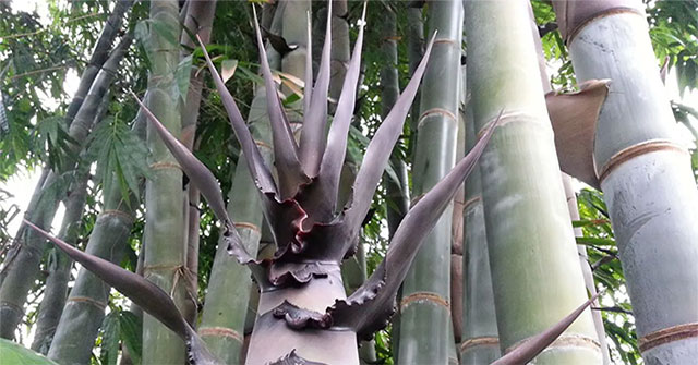 The mystery of giant bamboo, which can be taller than a 10-story building