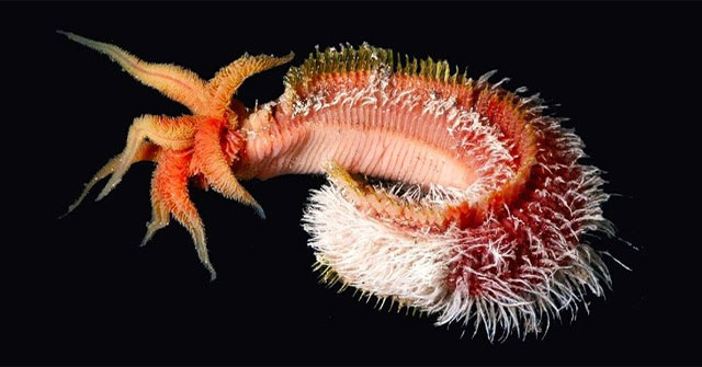 The Mystery of Pompeii Worms - The Bizarre Creature That Even Lava Can't Kill!