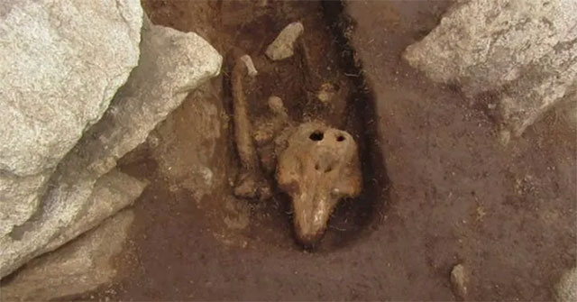 The mystery of the ancient monk's grave containing the remains of dolphins in England