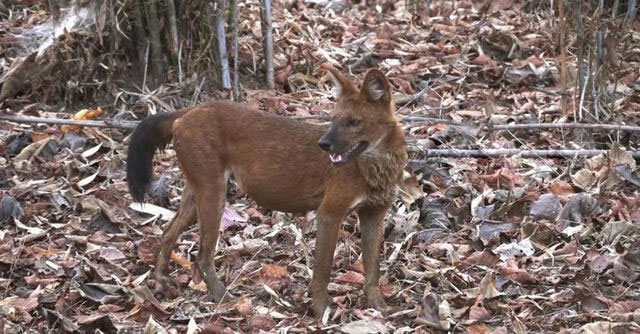 The mystery of the Chinese jackal is compared to be stronger than the tiger!