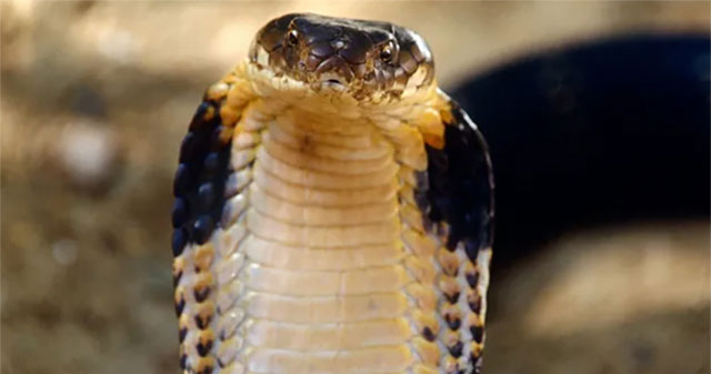 The mystery of the king cobra is solved after 188 years