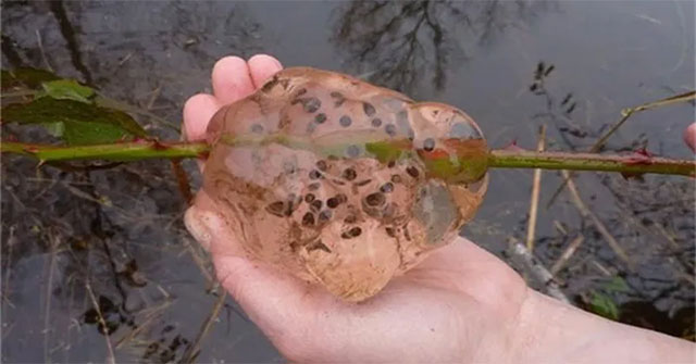 The mystery of the mucus rain brought the disease that sent the whole town to the hospital