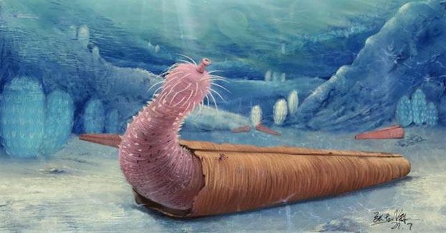 The mystery of the prehistoric penis worm that used to live in a hermit crab-like shell