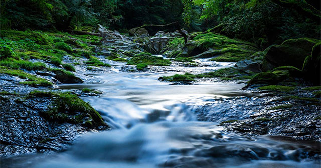 The mystery of the smelly stream... the strong beer in Hawaii is solved