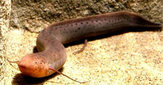 The mystery of the strange South American fish that lives without water