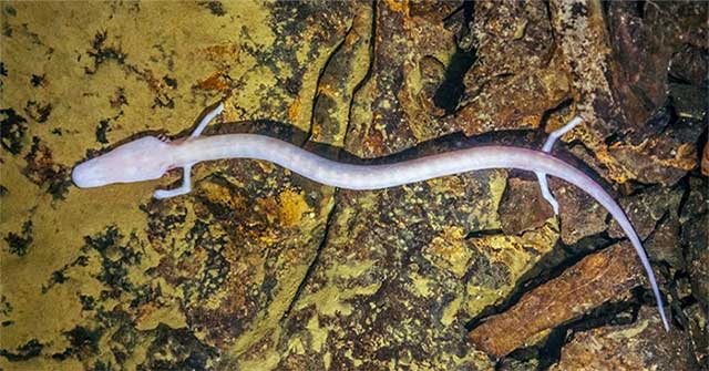 The mystery of the tiny animal that can live up to 100 years old, eating no more than 10 times