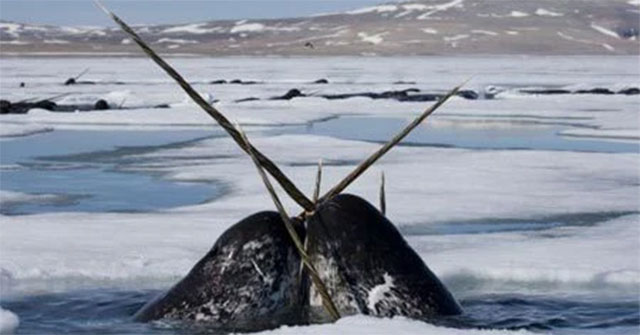 The narwhal possesses treasures more precious than gold