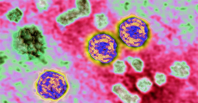 The new 'suspect' of the mysterious wave of hepatitis